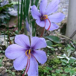 Crocus Saffron - Crocus Sativa